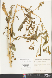 Bidens connata image