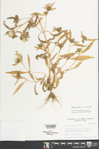Bidens tripartita image