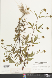 Bidens vulgata image