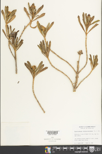 Borrichia arborescens image