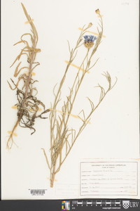 Centaurea cyanus image