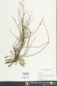 Chondrilla juncea image