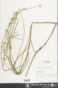 Chondrilla juncea image