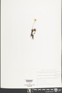 Chrysanthemum integrifolium image