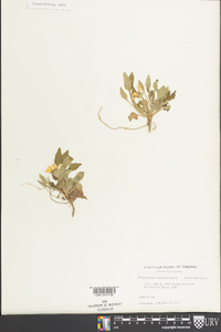 Chrysogonum virginianum image