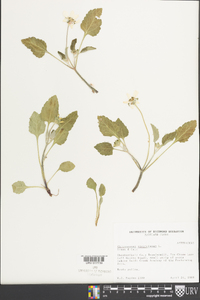 Chrysogonum virginianum image