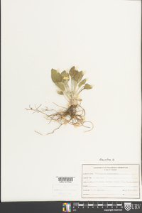 Chrysogonum virginianum image