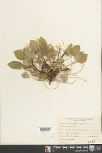 Chrysogonum virginianum image