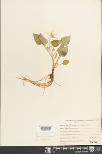 Chrysogonum virginianum image