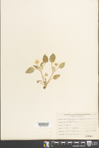 Chrysogonum virginianum image