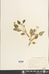 Chrysogonum virginianum image