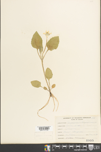 Chrysogonum virginianum image