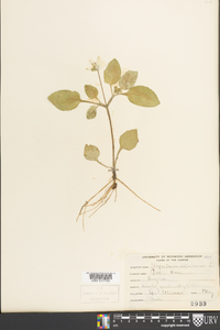 Chrysogonum virginianum image