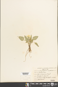 Chrysogonum virginianum image