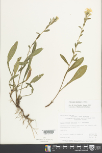 Chrysopsis mariana image