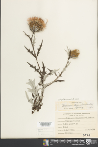 Cirsium discolor image