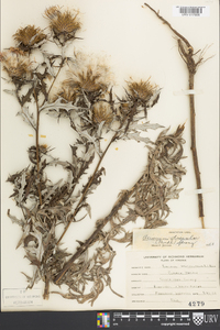 Cirsium discolor image