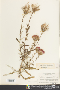 Cirsium virginianum image