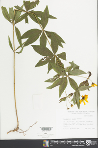 Coreopsis major image