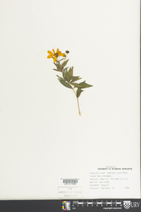 Coreopsis major image