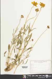 Coreopsis pubescens image