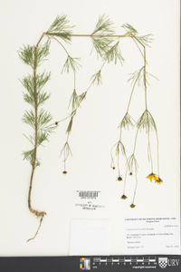 Coreopsis verticillata image