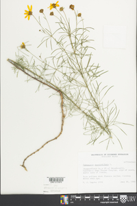 Coreopsis verticillata image