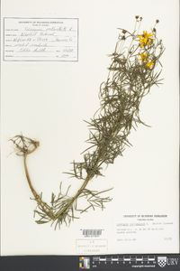 Coreopsis verticillata image