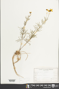 Coreopsis verticillata image