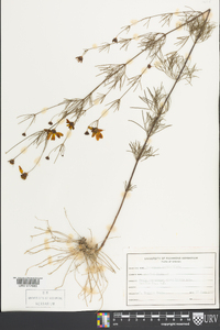 Coreopsis verticillata image