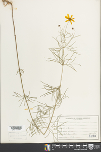 Coreopsis verticillata image