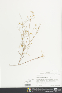 Croptilon divaricatum image