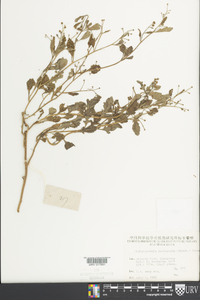 Dichrocephala integrifolia subsp. integrifolia image