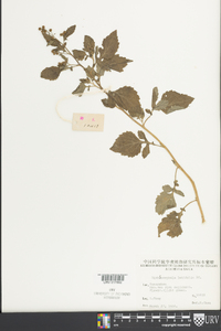 Dichrocephala integrifolia subsp. integrifolia image