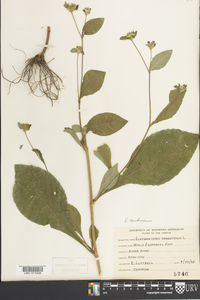Elephantopus carolinianus image