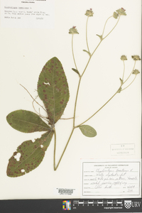 Elephantopus tomentosus image