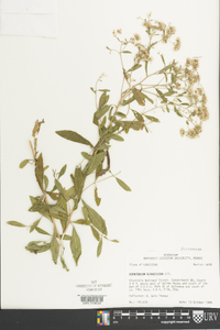 Eupatorium glaucescens image