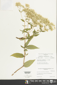 Eupatorium godfreyanum image