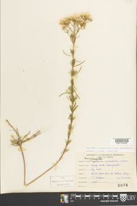 Eupatorium hyssopifolium image