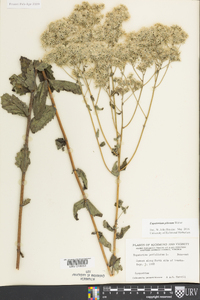 Eupatorium pilosum image