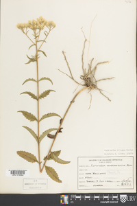Eupatorium pilosum image