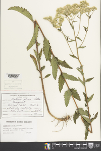 Eupatorium pilosum image