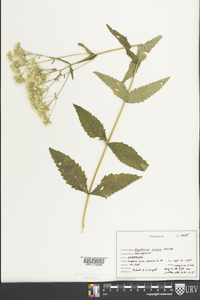 Eupatorium pilosum image