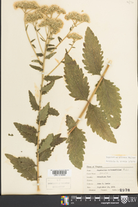 Eupatorium pilosum image