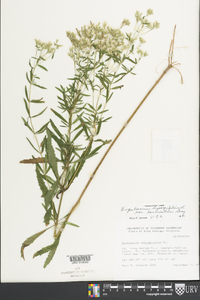 Eupatorium hyssopifolium image