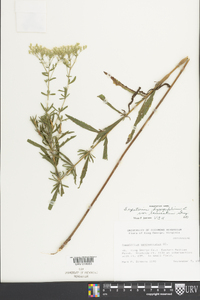 Eupatorium hyssopifolium var. laciniatum image