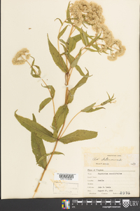 Eupatorium sessilifolium image