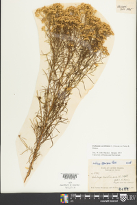 Euthamia caroliniana image