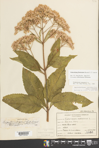 Eutrochium fistulosum image
