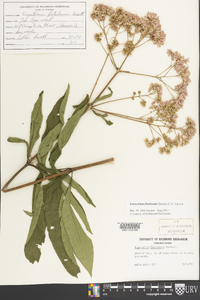 Eutrochium fistulosum image